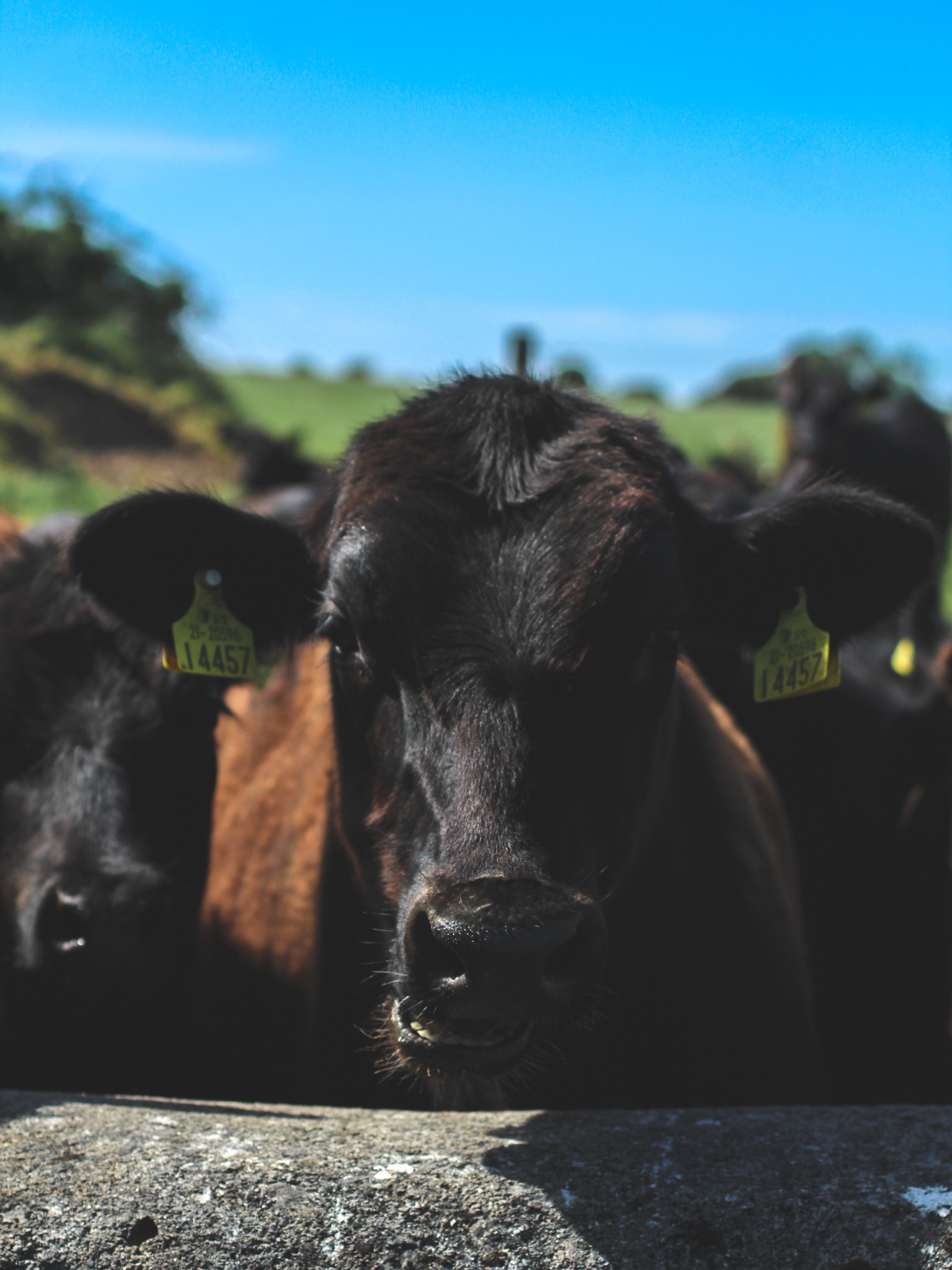 Báscula de alimento negra