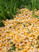 Maíz entero 20X (20 KG.)